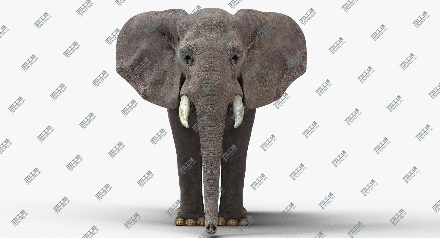 images/goods_img/202105072/African Elephant/2.jpg